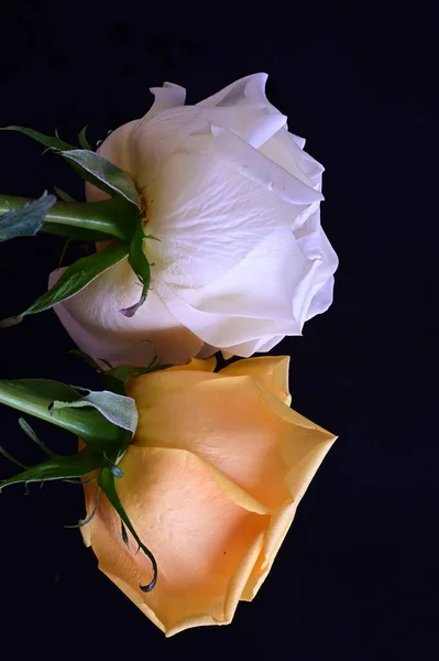 Koyu Arkaplanda Beyaz Sarı Gül Çiçekleri — Stok fotoğraf