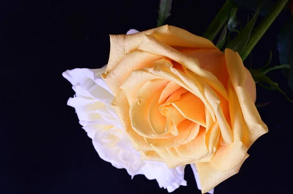Белый Желтый Цветы Розы Темном Фоне — стоковое фото