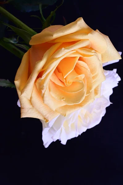 Λευκά Και Κίτρινα Τριαντάφυλλα Σκούρο Φόντο — Φωτογραφία Αρχείου