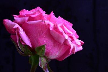 Siyah arka planda güzel pembe bir gül