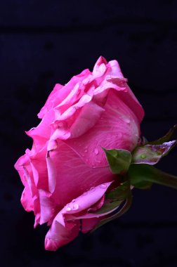 Siyah arka planda güzel pembe bir gül