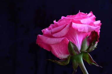 Siyah arka planda güzel pembe bir gül