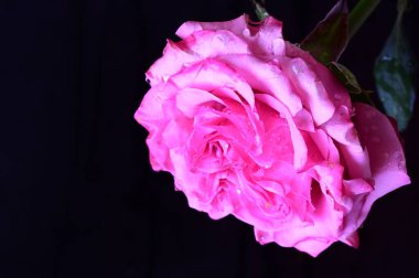 Siyah arka planda güzel pembe bir gül