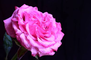 Siyah arka planda güzel pembe bir gül