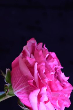 Siyah arka planda güzel pembe bir gül