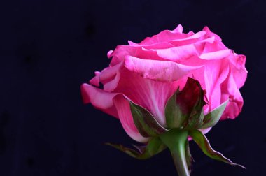 Siyah arka planda güzel pembe bir gül