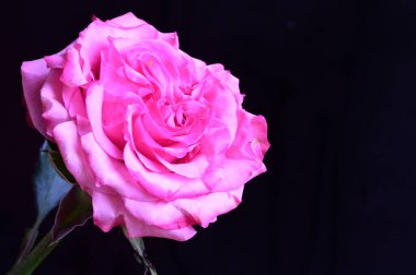 Siyah arka planda güzel pembe bir gül