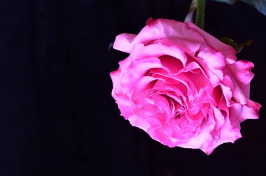 Siyah arka planda güzel pembe bir gül