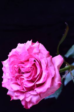 Siyah arka planda güzel pembe bir gül