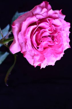 Siyah arka planda güzel pembe bir gül