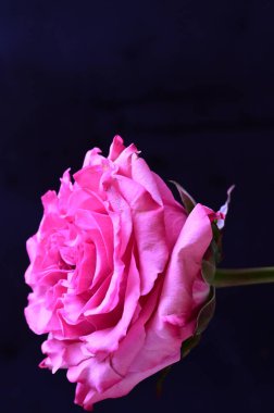 Siyah arka planda güzel pembe bir gül