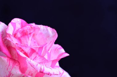 Siyah arka planda güzel pembe bir gül