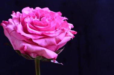 Siyah arkaplanda yumuşak pembe gül