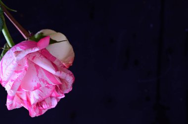 Koyu arkaplanda pembe ve beyaz gül çiçekleri