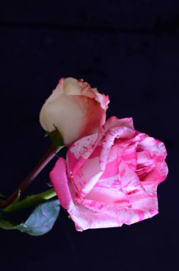 Koyu arkaplanda pembe ve beyaz gül çiçekleri