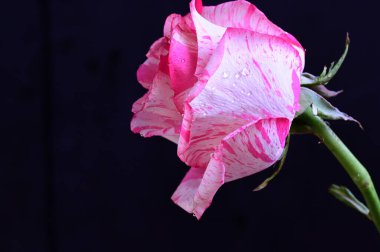 Siyah arkaplanda yumuşak pembe gül