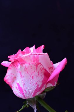 Siyah arkaplanda yumuşak pembe gül