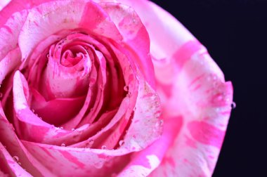 Siyah arkaplanda yumuşak pembe gül