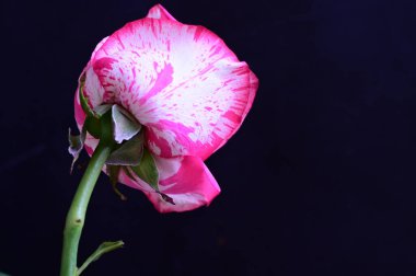 Siyah arkaplanda yumuşak pembe gül