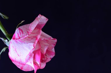 Siyah arkaplanda yumuşak pembe gül