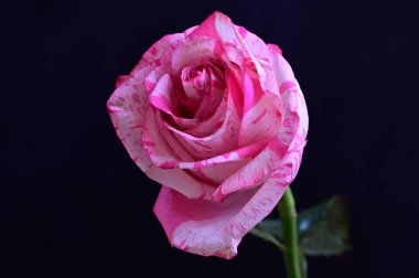 Siyah arkaplanda yumuşak pembe gül