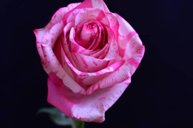 Siyah arkaplanda yumuşak pembe gül