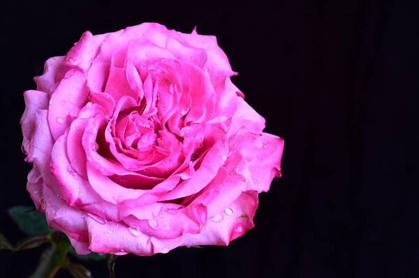 Beautiful pink rose on black background