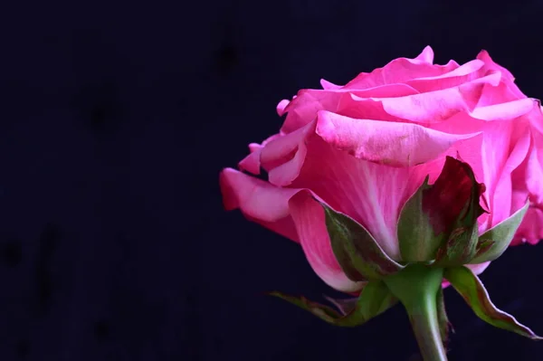 Gyönyörű Rózsaszín Rózsa Fekete Háttér — Stock Fotó