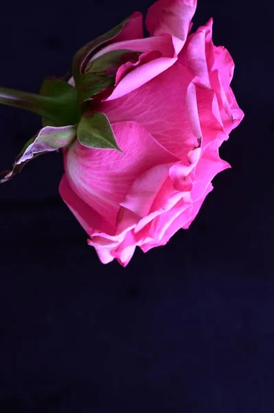 Gyönyörű Rózsaszín Rózsa Fekete Háttér — Stock Fotó