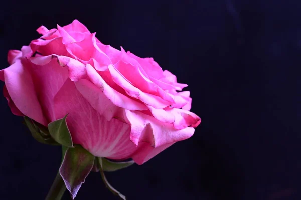 Красивая Розовая Роза Черном Фоне — стоковое фото