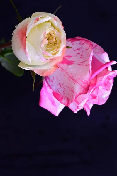 Рожеві Білі Квіти Троянд Темному Фоні — стокове фото