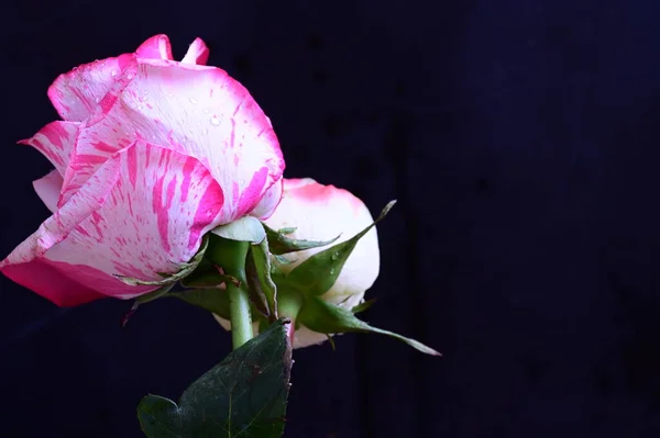 Rosa Branco Rosa Flores Fundo Escuro — Fotografia de Stock