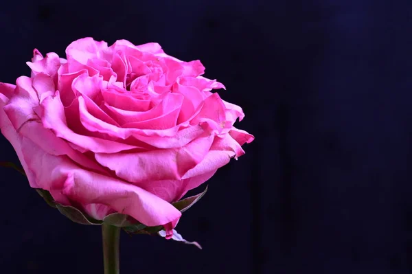 Křehká Růžová Růže Černém Pozadí — Stock fotografie