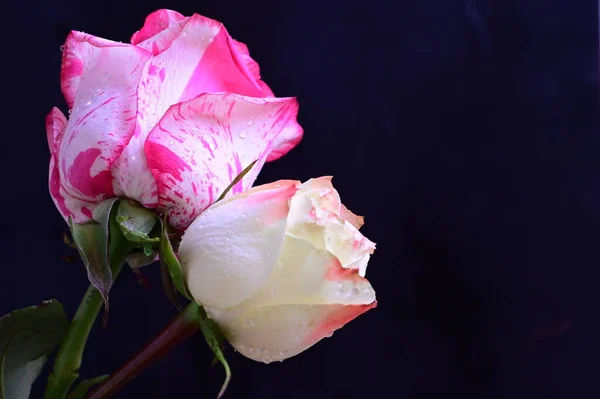 Рожеві Білі Квіти Троянд Темному Фоні — стокове фото