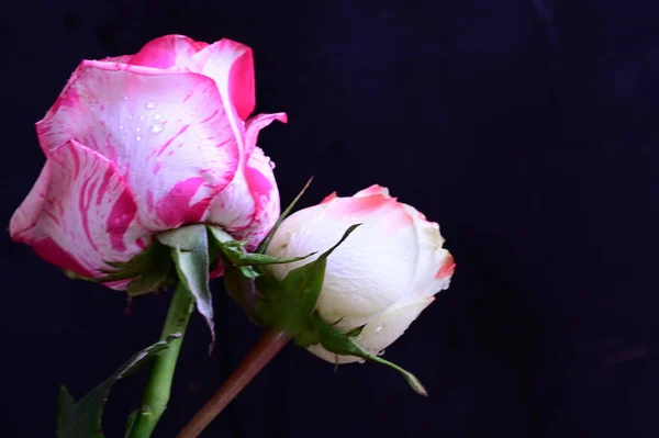 Розовые Белые Цветы Розы Темном Фоне — стоковое фото