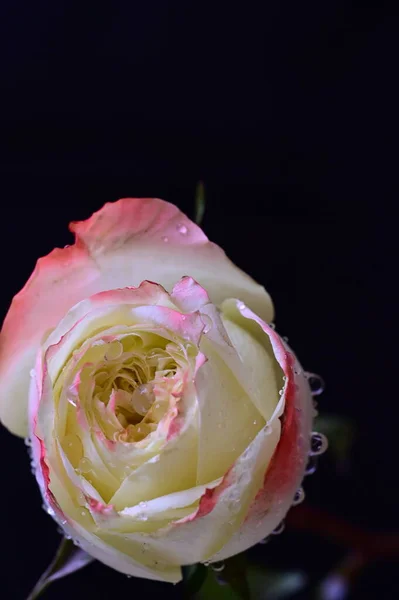 Розовый Белый Цветок Розы Темном Фоне — стоковое фото