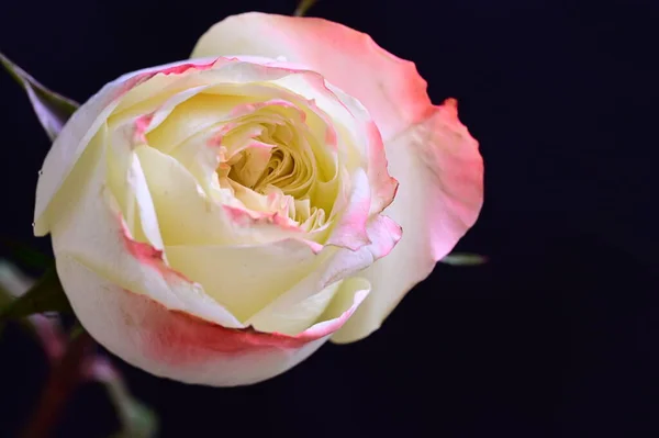 Розовый Белый Цветок Розы Темном Фоне — стоковое фото