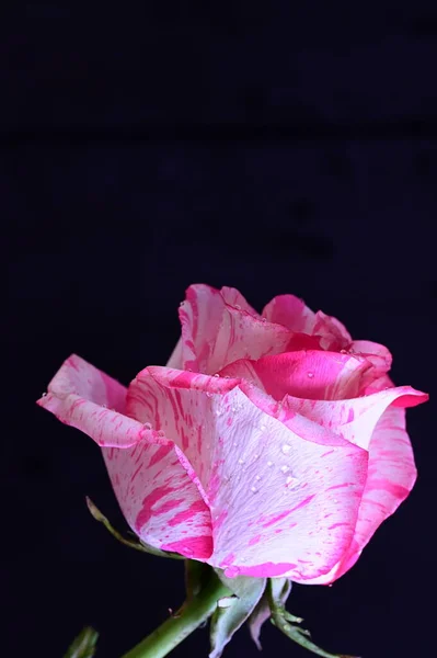 Delikatny Różowy Róż Czarnym Tle — Zdjęcie stockowe