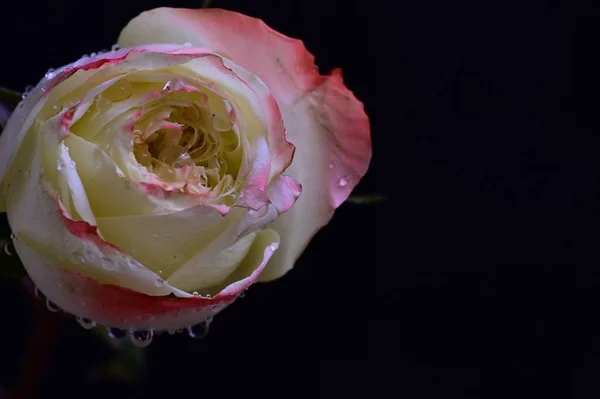 Koyu Arkaplanda Pembe Beyaz Gül Çiçeği — Stok fotoğraf