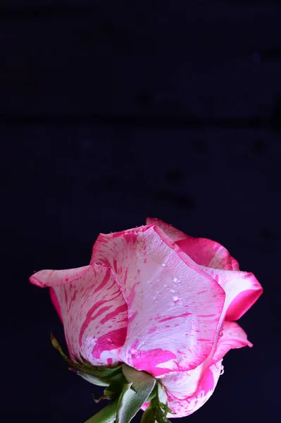 부드러운 분홍색 장미가 배경에서 피어나다 — 스톡 사진