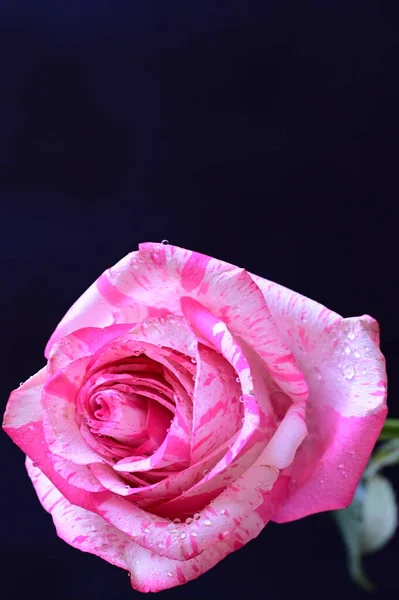 Rose Tendre Sur Fond Noir — Photo