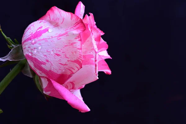 Křehká Růžová Růže Černém Pozadí — Stock fotografie
