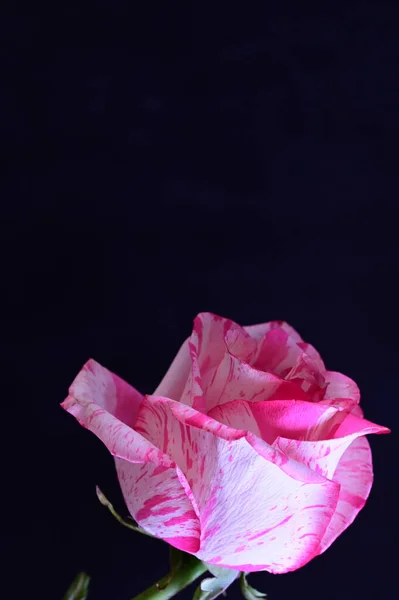 Нежная Розовая Роза Черном Фоне — стоковое фото