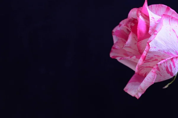 stock image tender pink rose on black background