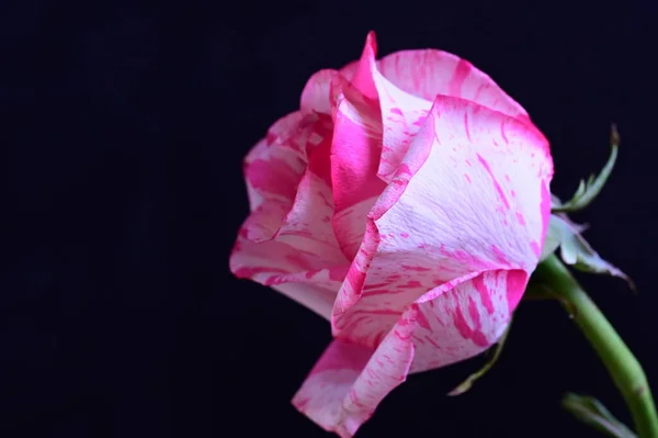 Ніжна Рожева Троянда Чорному Фоні — стокове фото