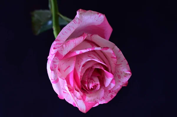 Mawar Merah Muda Lembut Latar Belakang Hitam — Stok Foto