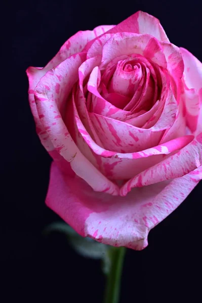Απαλό Ροζ Τριαντάφυλλο Μαύρο Φόντο — Φωτογραφία Αρχείου