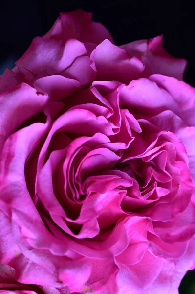 Zarte Rosa Rose Auf Schwarzem Hintergrund — Stockfoto