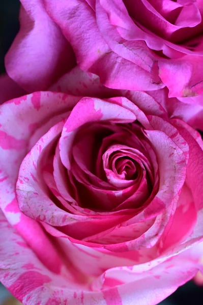 Krásné Růžové Růže Zblízka Pohled — Stock fotografie