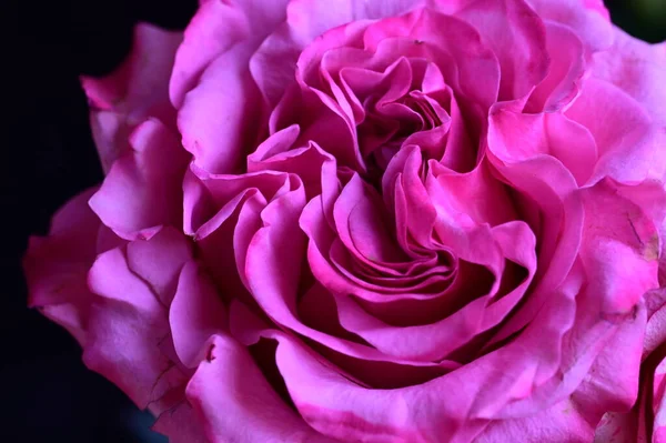 Zarte Rosa Rose Auf Schwarzem Hintergrund — Stockfoto